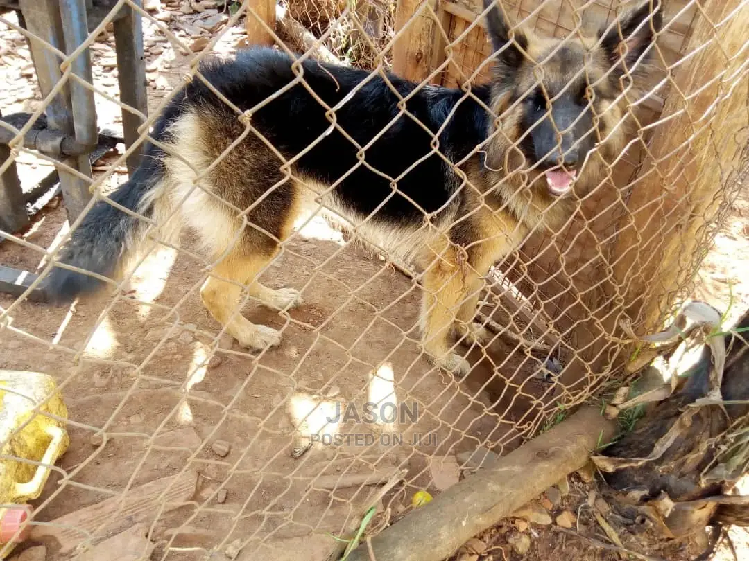 6-12 Month Female Purebred German Shepherd