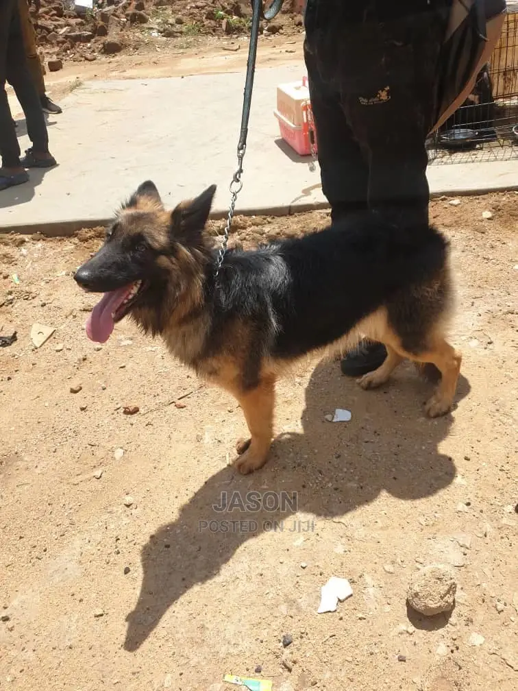 6-12 Month Female Purebred German Shepherd