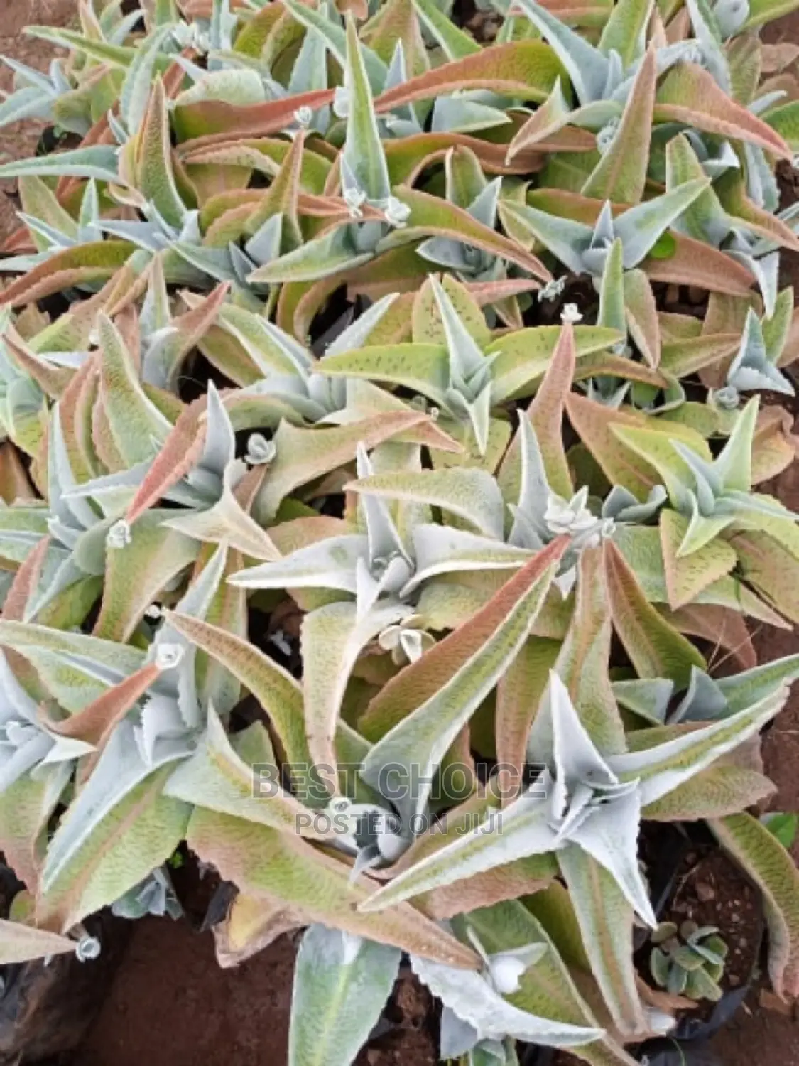 Beautiful Flowers,Stunning Plants,Amazing Compound Designs