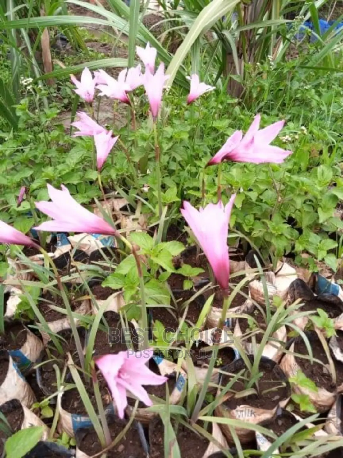 Beautiful Flowers,Stunning Plants,Amazing Compound Designs
