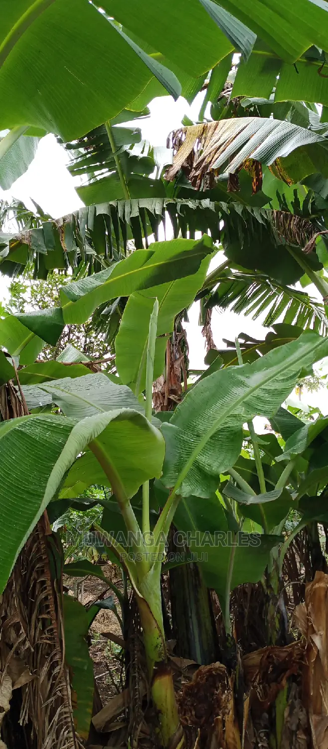 2.5acres Is for Sale in Zirobwe