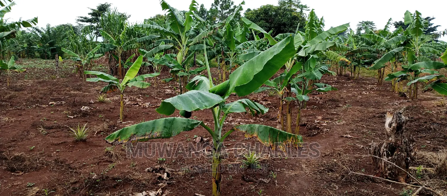2.5acres Is for Sale in Zirobwe