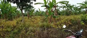 2acres of Land Is for Sale in Zirobwe