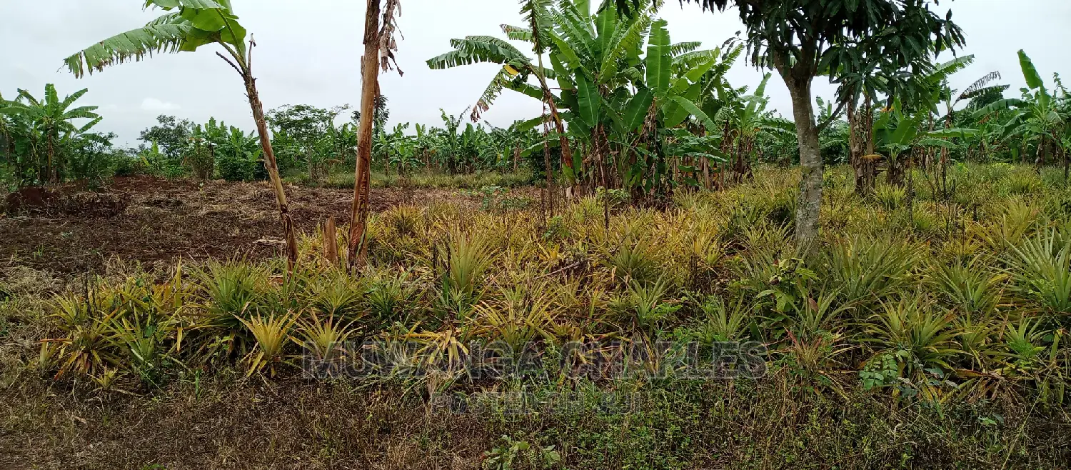 2acres of Land Is for Sale in Zirobwe