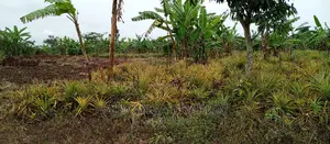 2acres of Land Is for Sale in Zirobwe