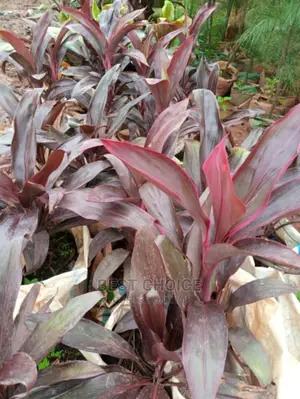 Compound Flowers,Plants,Grass,Pots Replacement