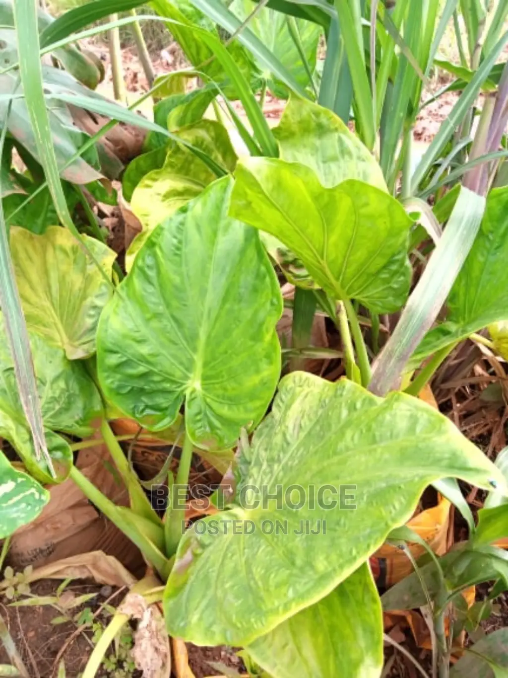 Compound Flowers,Plants,Grass,Pots Replacement