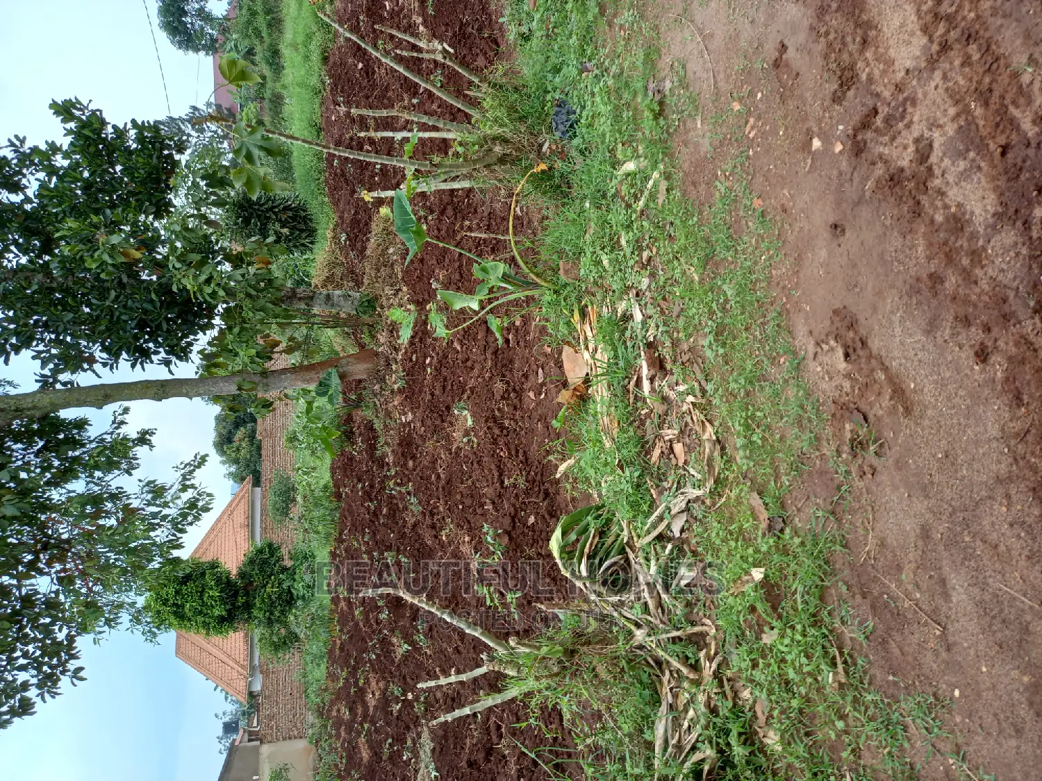 Nakwero 25 Decimals on Sell
