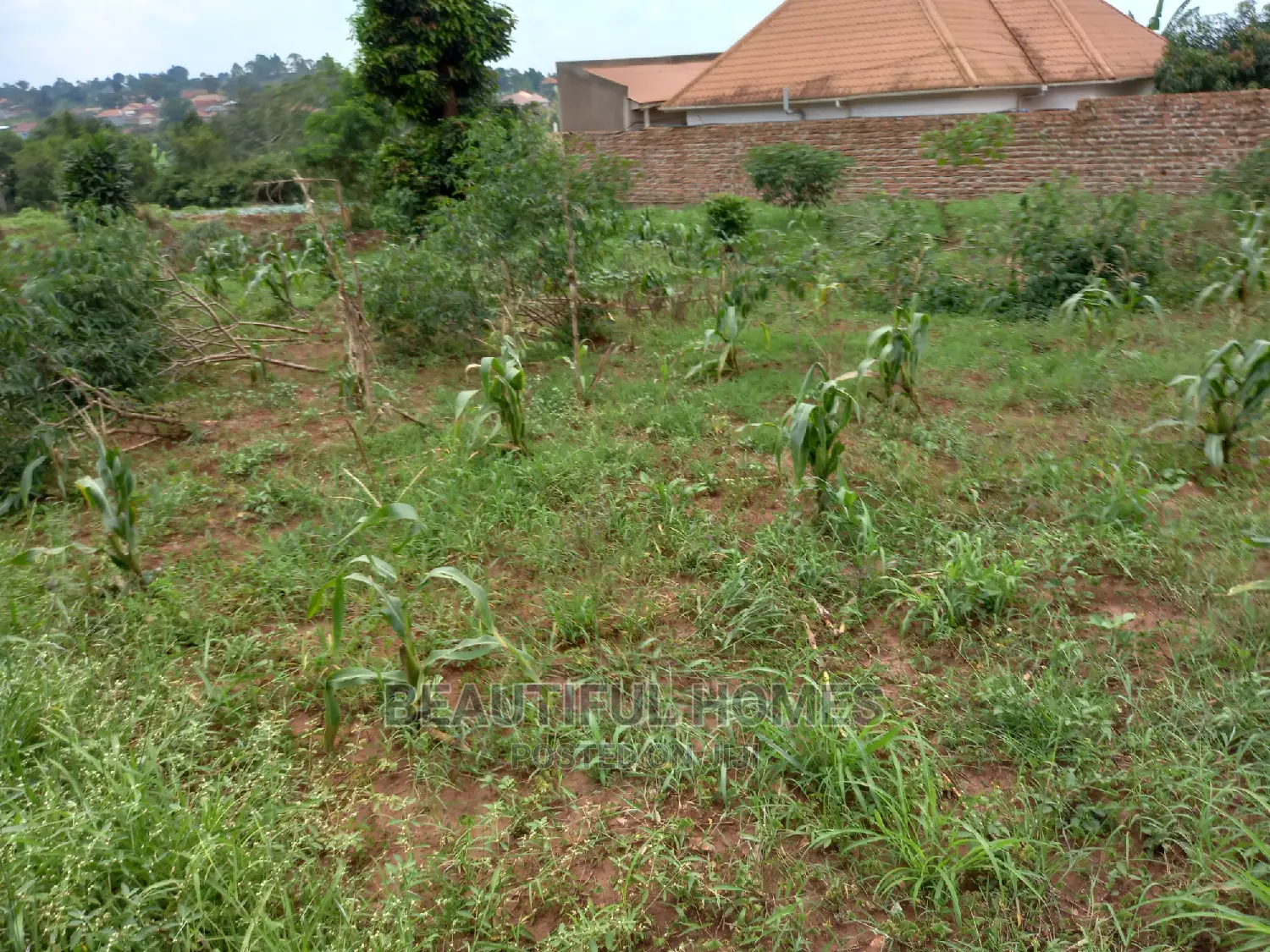 Nakwero 25 Decimals on Sell