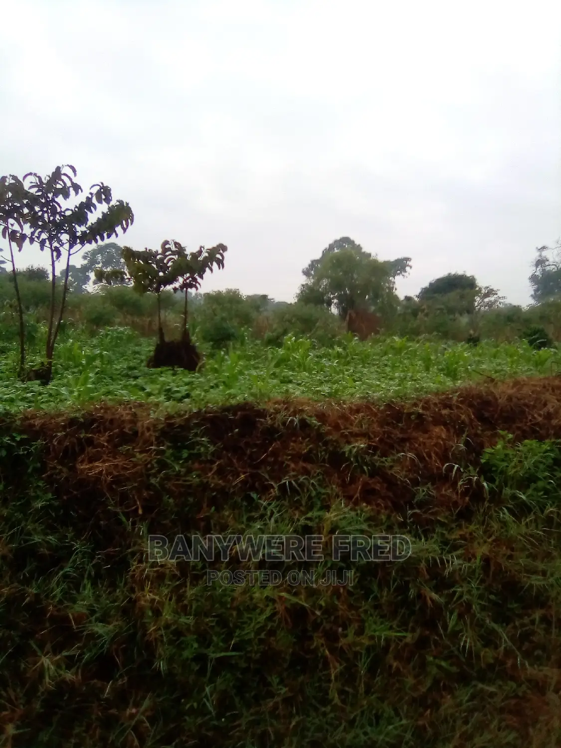 26acres of Farmland for Sale in Kamuli