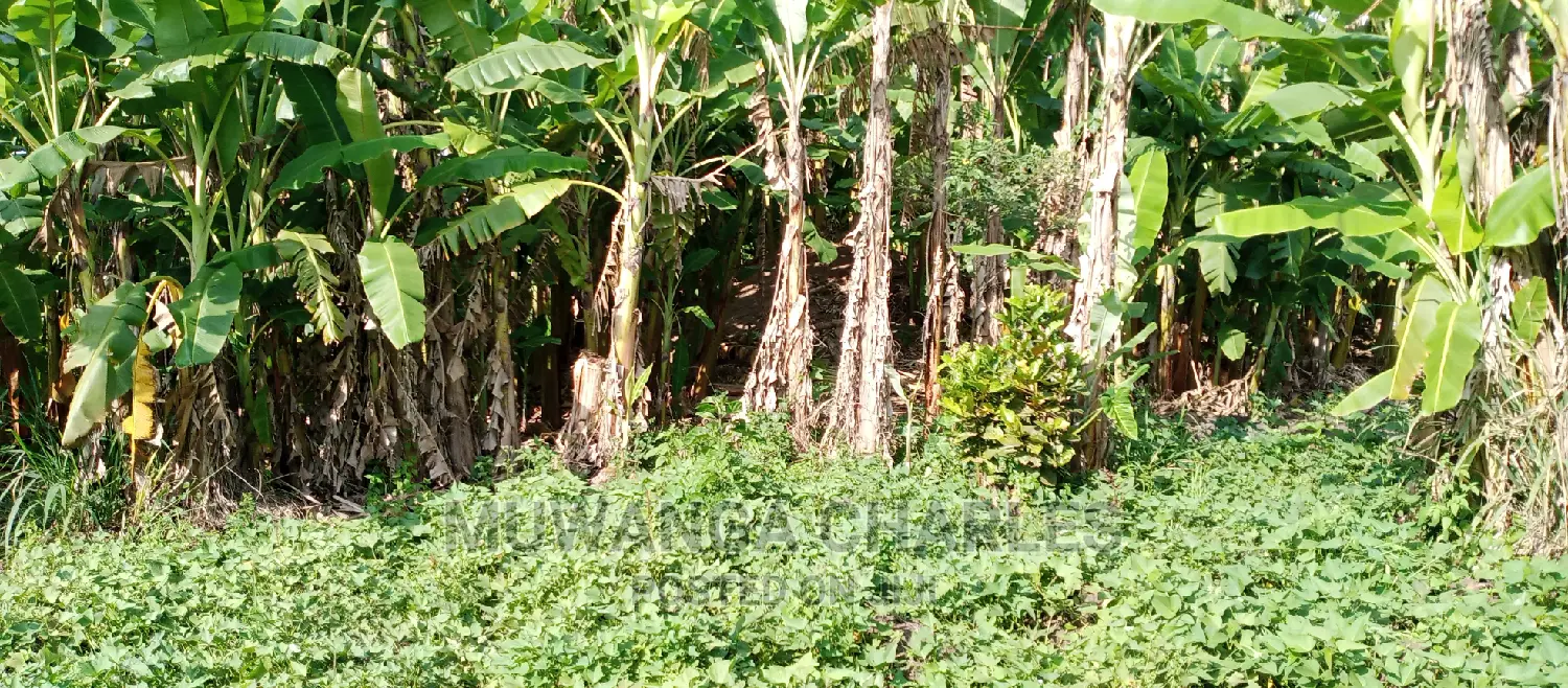 Plots for Sale in Zirobwe
