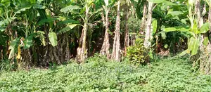 Plots for Sale in Zirobwe