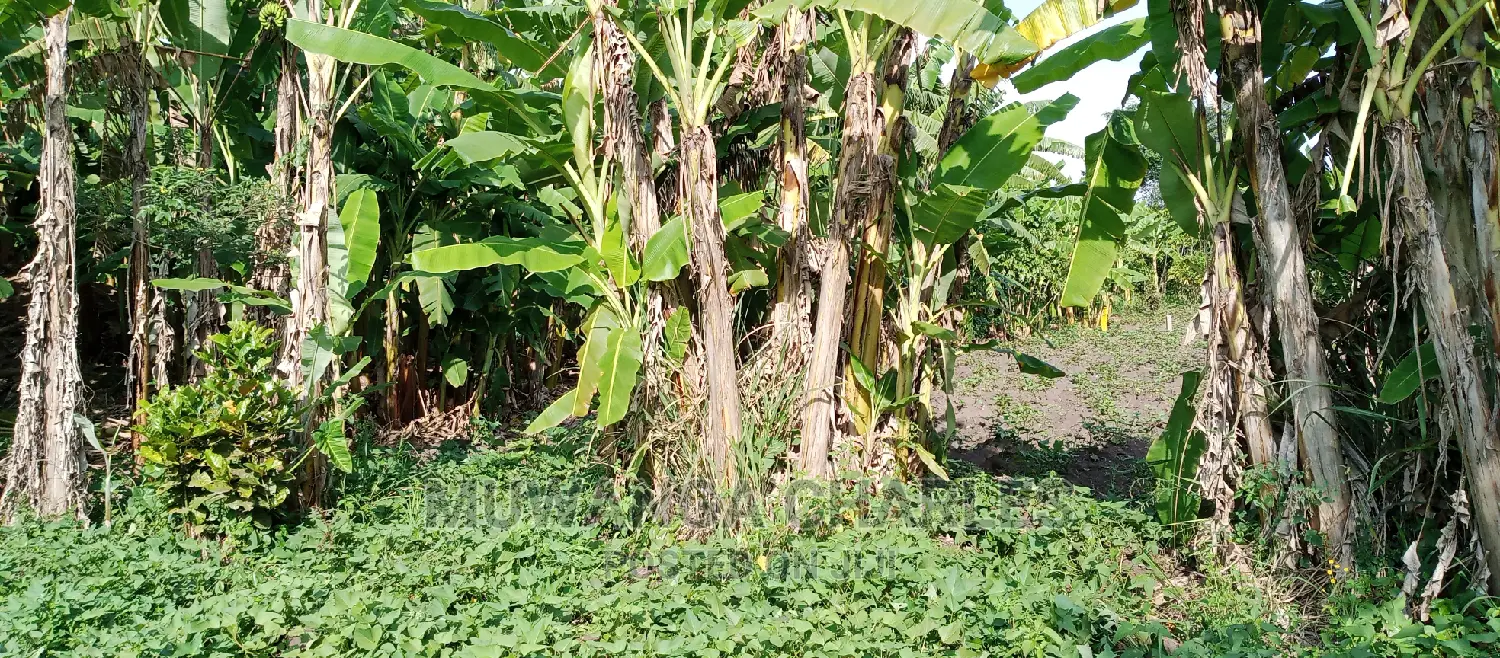 Plots for Sale in Zirobwe