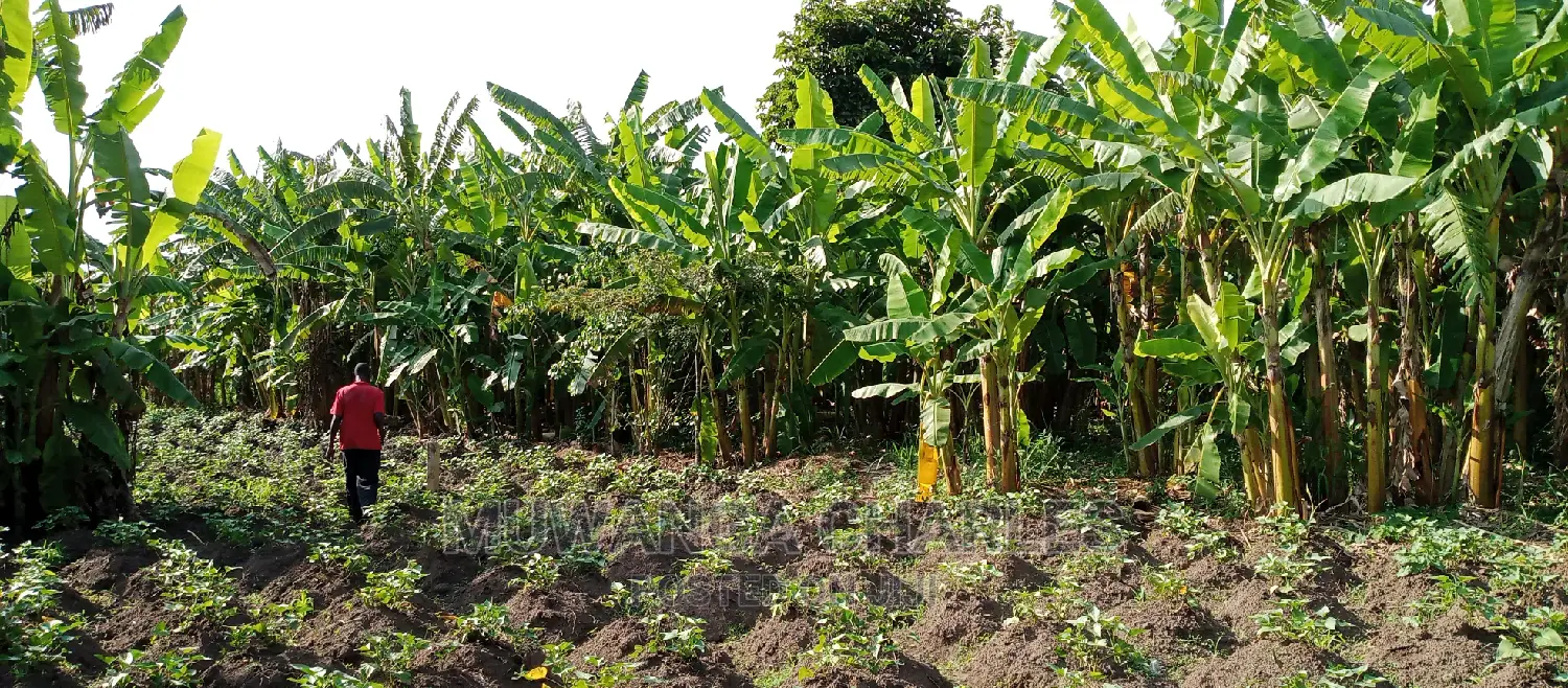 Plots for Sale in Zirobwe