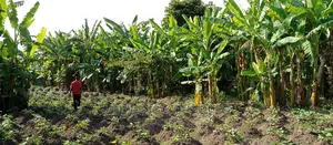 Plots for Sale in Zirobwe