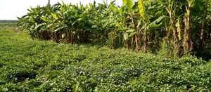 Plots for Sale in Zirobwe