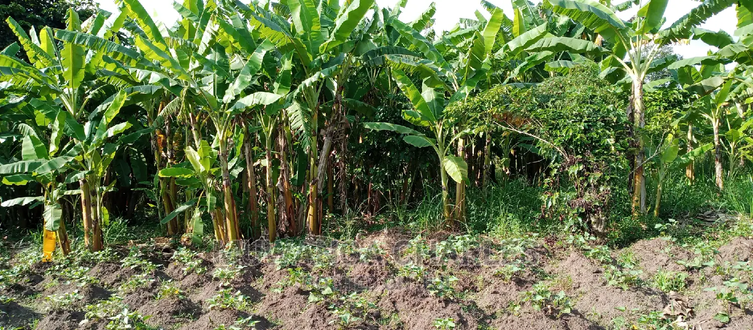 Plots for Sale in Zirobwe