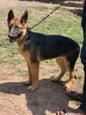 6-12 Month Female Purebred German Shepherd