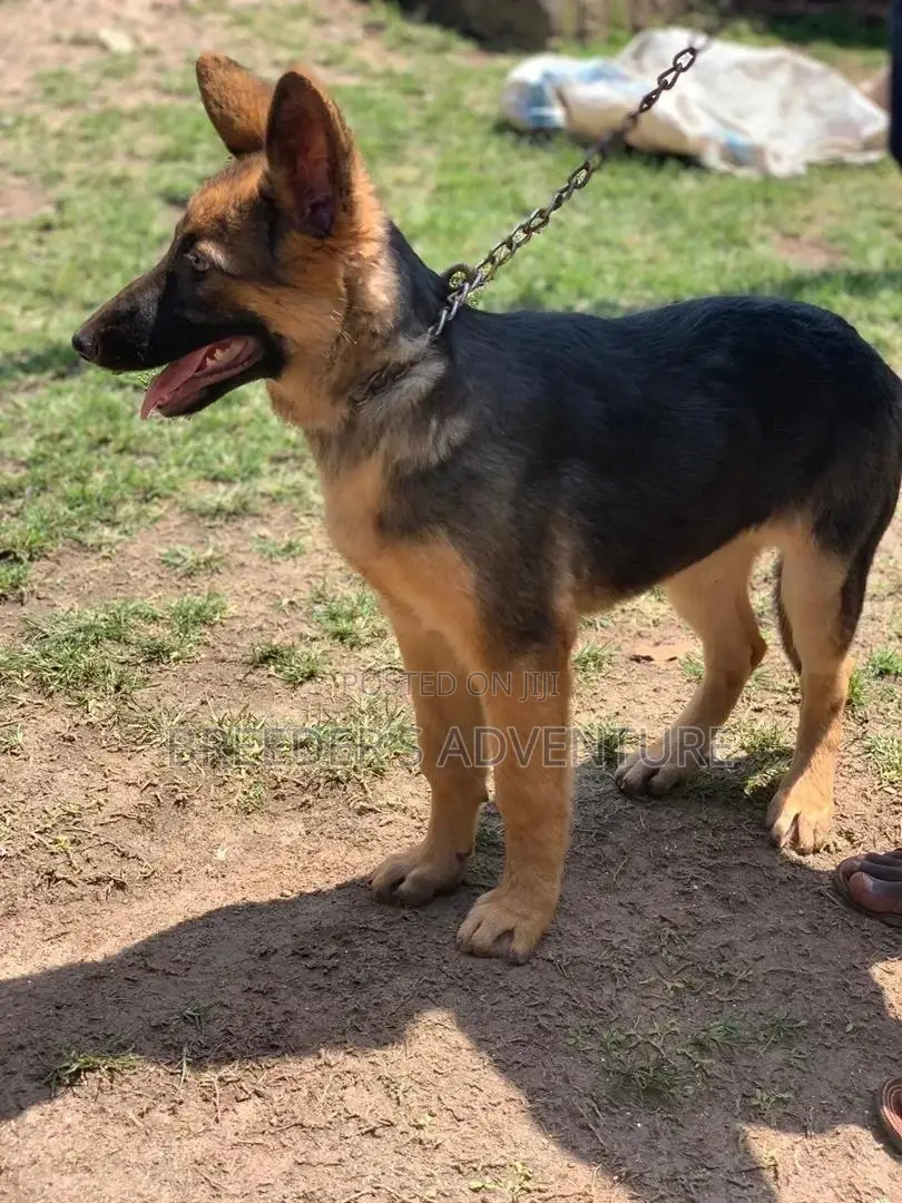6-12 Month Female Purebred German Shepherd