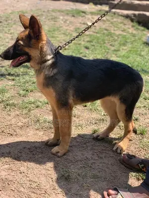 6-12 Month Female Purebred German Shepherd