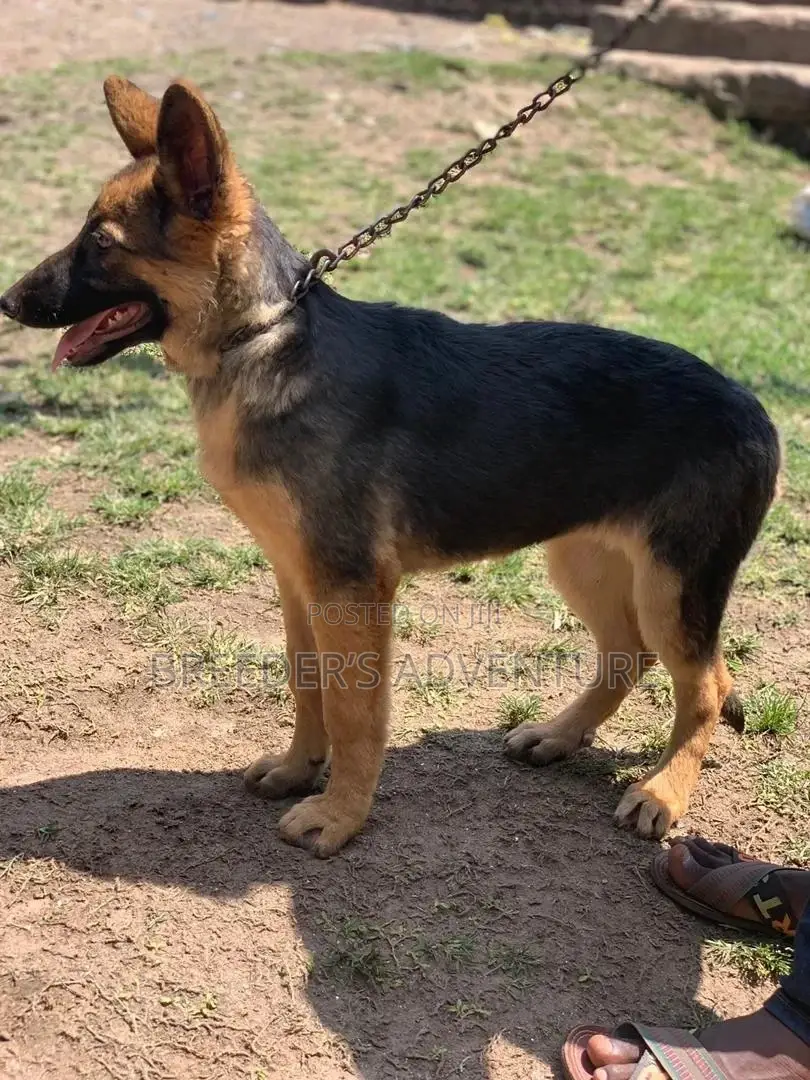6-12 Month Female Purebred German Shepherd