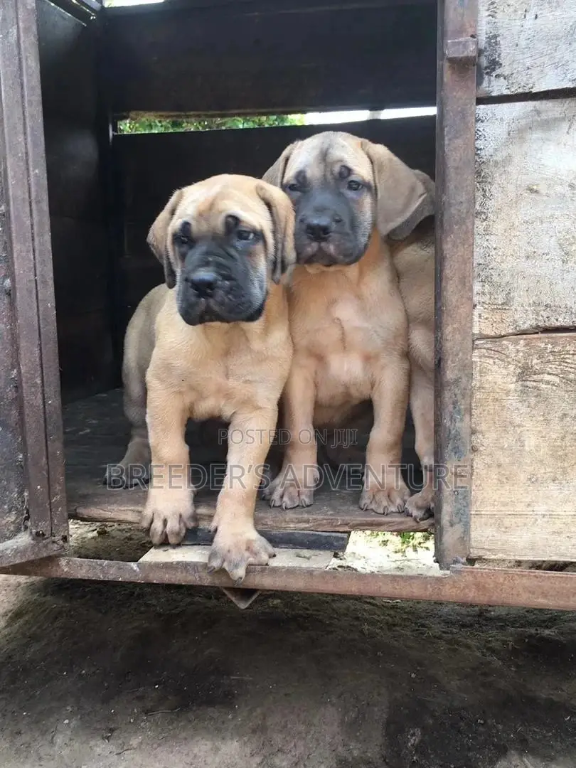 1-3 Months Male Purebred Boerboel