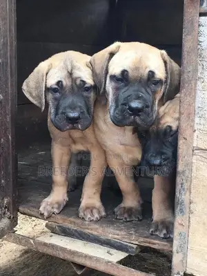 1-3 Months Male Purebred Boerboel