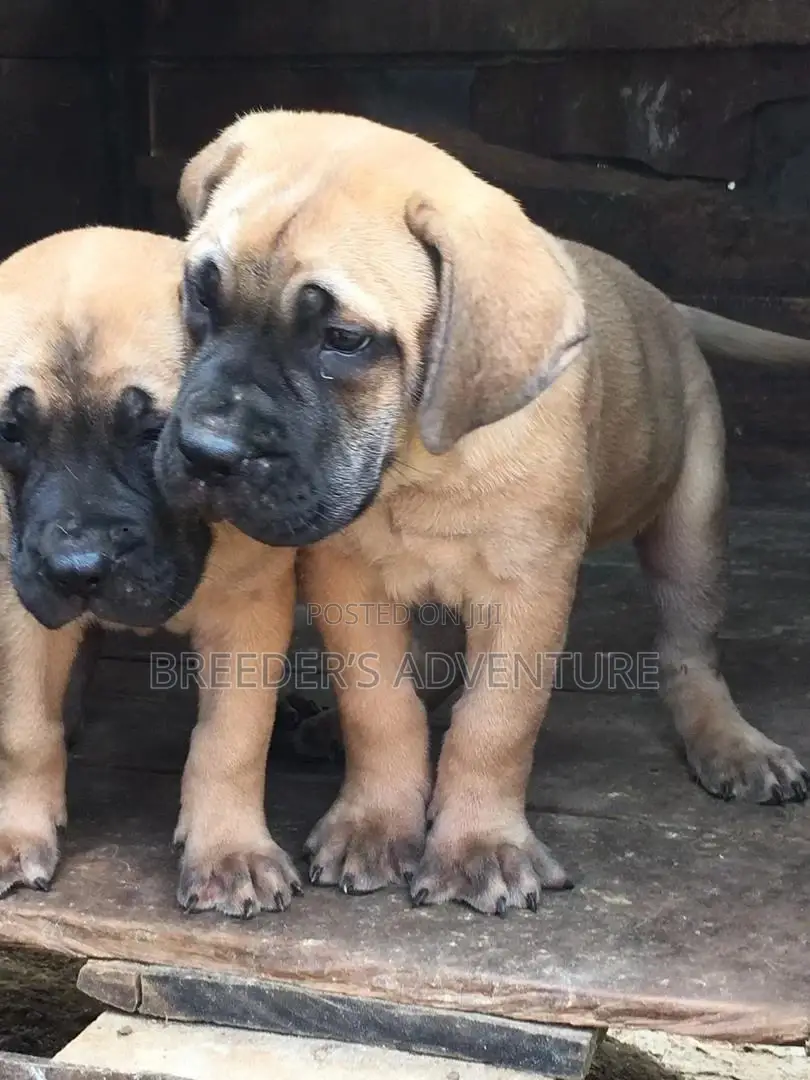 1-3 Months Male Purebred Boerboel