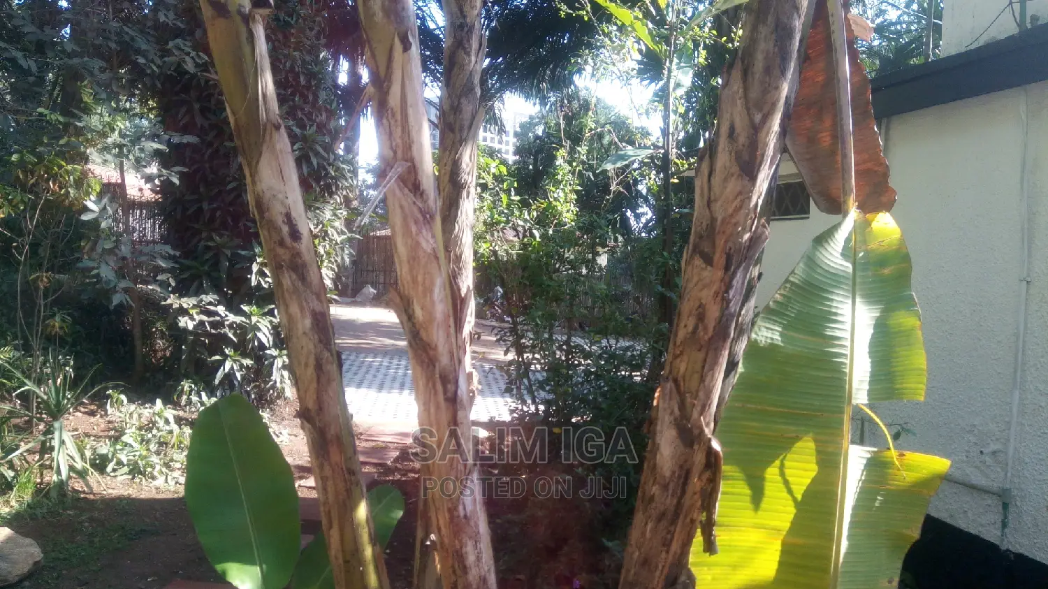 3bdrm Bungalow in Kololo Property, Kampala for Rent