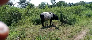 Land Is Available for Sale in Zirobwe