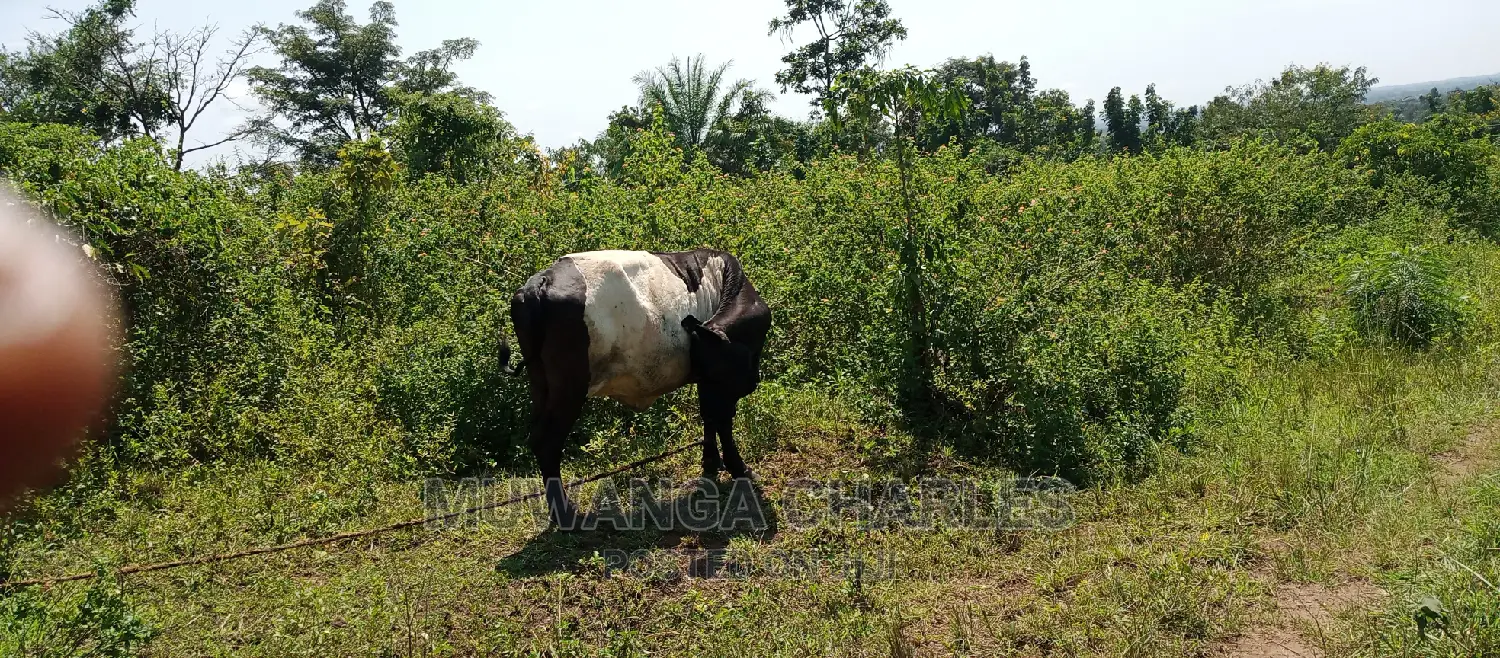 Land Is Available for Sale in Zirobwe
