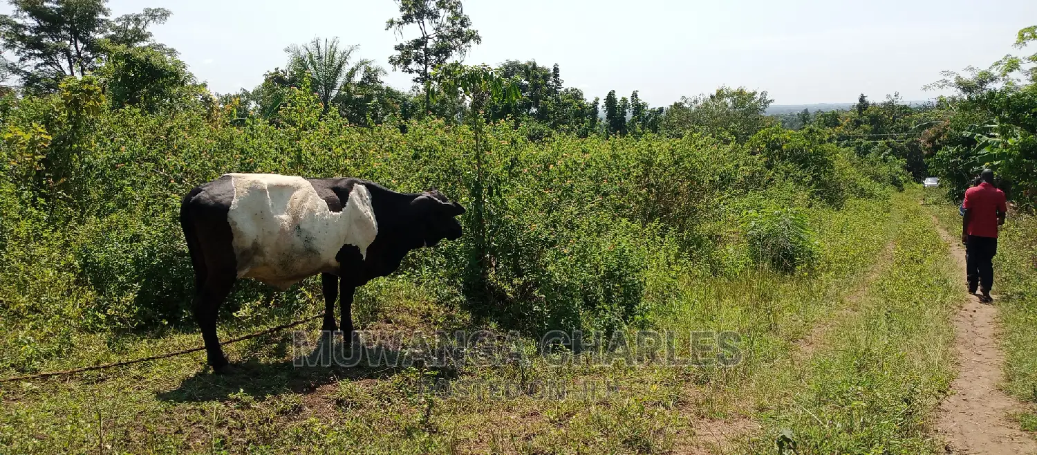 Land Is Available for Sale in Zirobwe