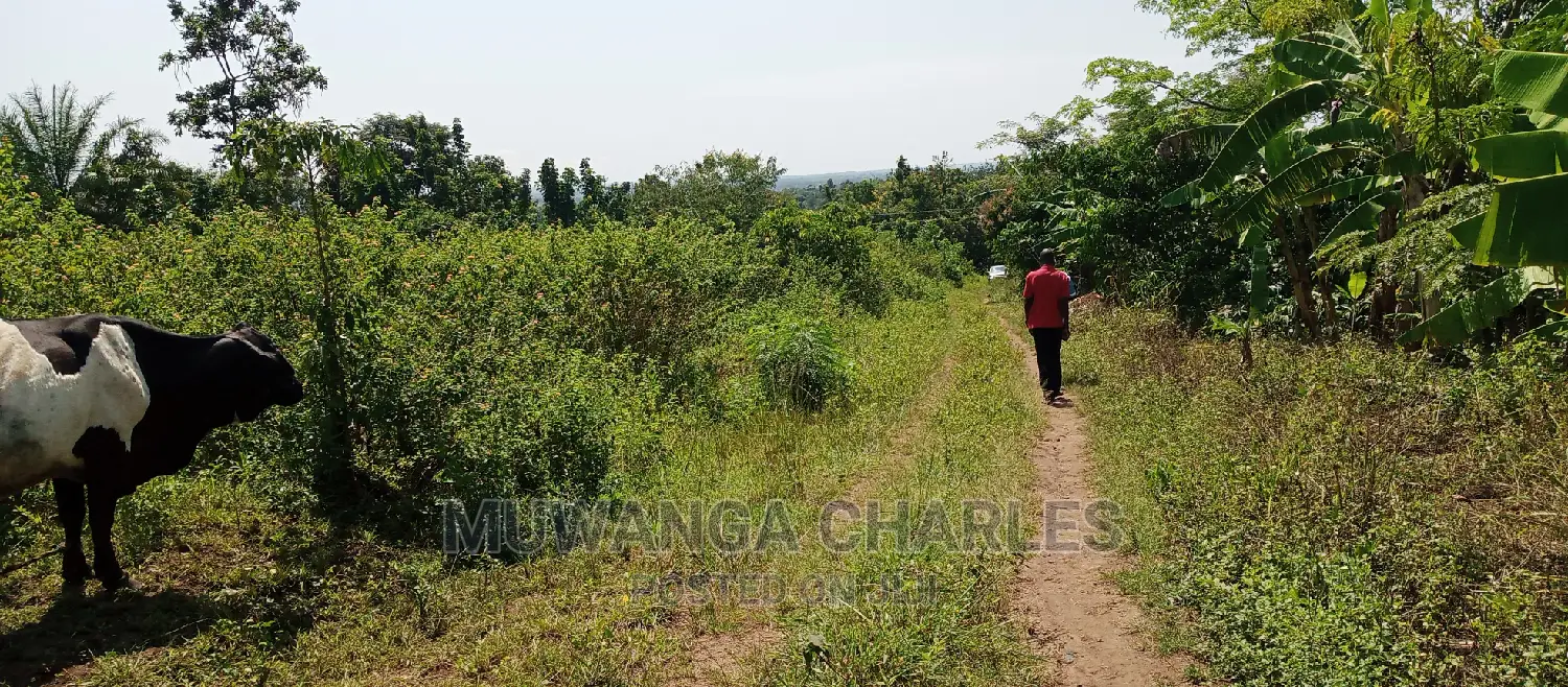Land Is Available for Sale in Zirobwe