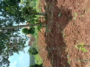 Kira Two Classy Plots Near the Road on Sell