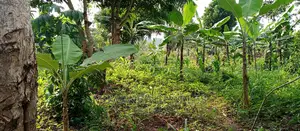 10acres of Land for Sale in Kikyusa