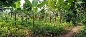 10acres of Land for Sale in Kikyusa
