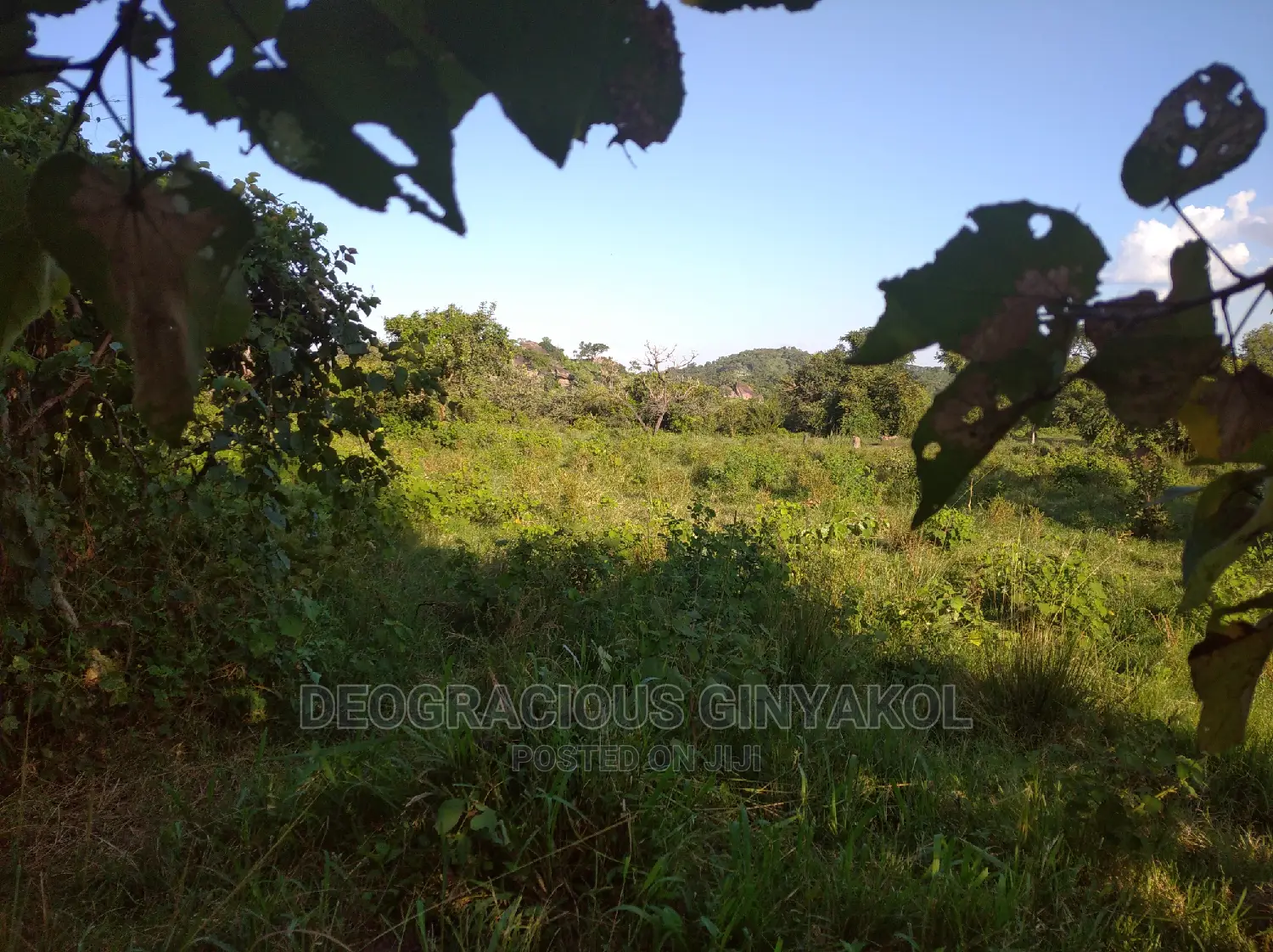10,000acres of Land for Cattle Grazing Both for Sale/Rental