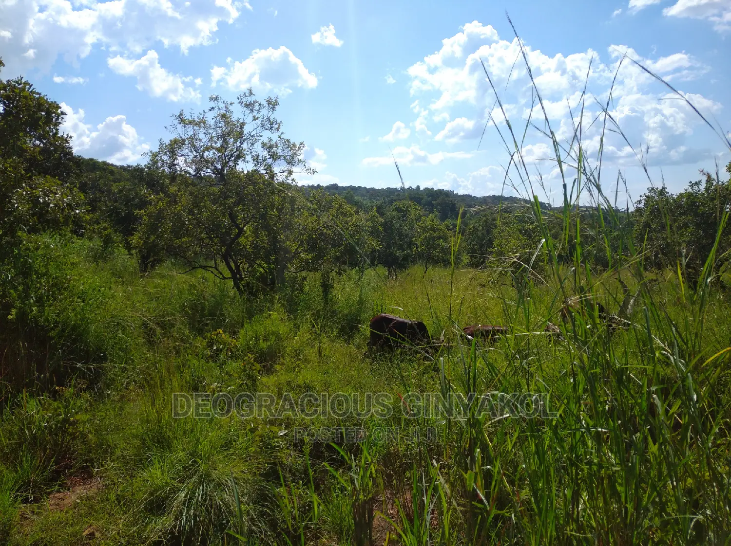 10,000acres of Land for Cattle Grazing Both for Sale/Rental