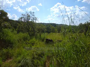 10,000acres of Land for Cattle Grazing Both for Sale/Rental