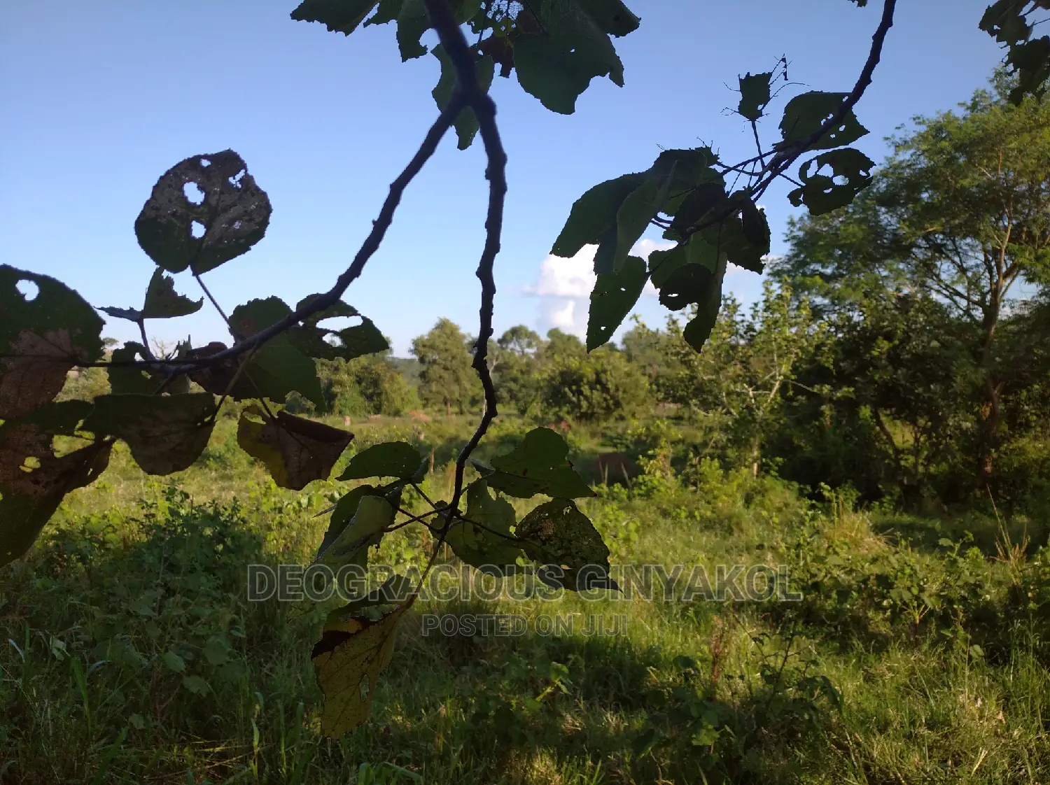 10,000acres of Land for Cattle Grazing Both for Sale/Rental