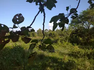 10,000acres of Land for Cattle Grazing Both for Sale/Rental