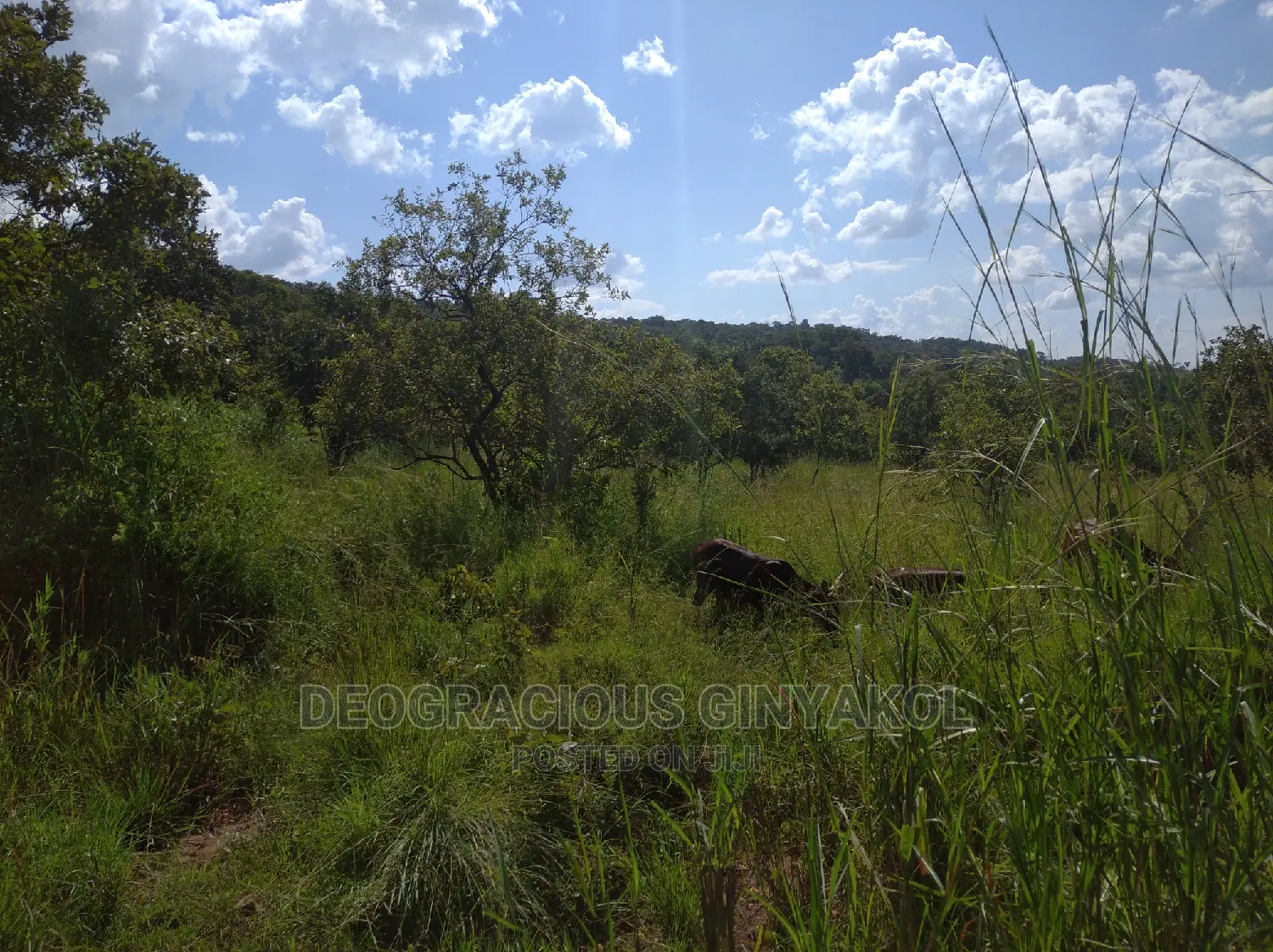 10,000acres of Land for Cattle Grazing Both for Sale/Rental