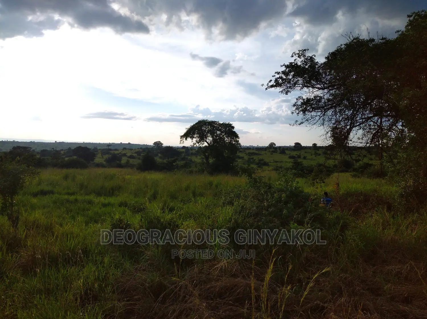 10,000acres of Land for Cattle Grazing Both for Sale/Rental