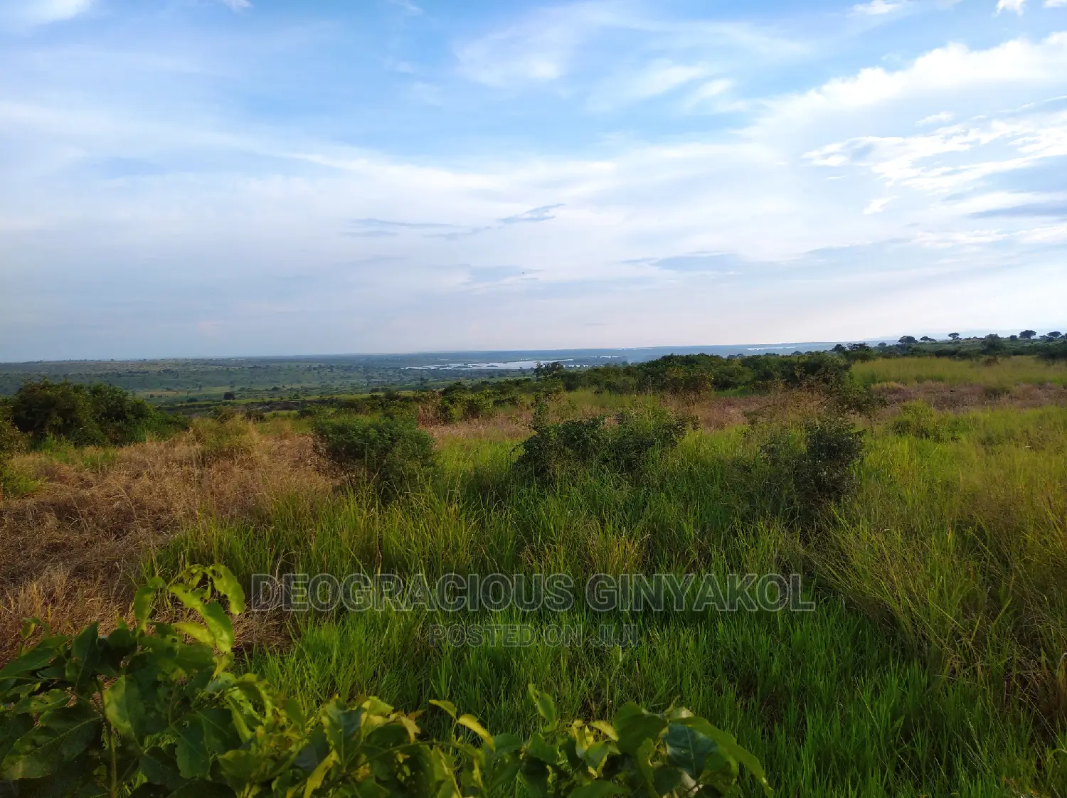 10,000acres of Land for Cattle Grazing Both for Sale/Rental