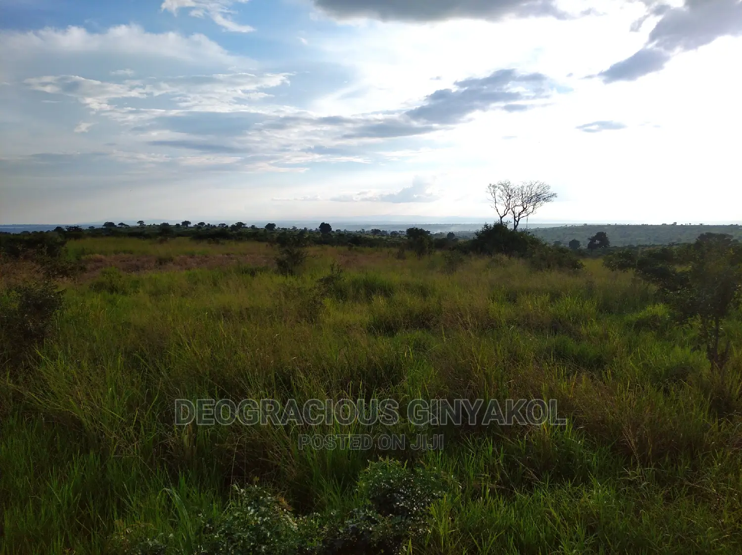 10,000acres of Land for Cattle Grazing Both for Sale/Rental