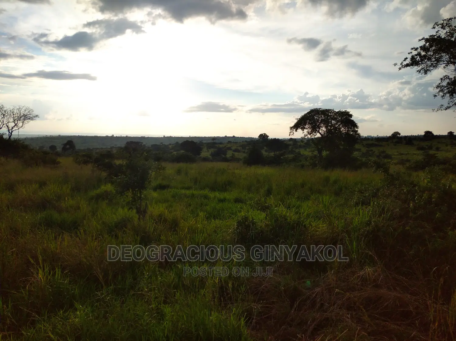 10,000acres of Land for Cattle Grazing Both for Sale/Rental