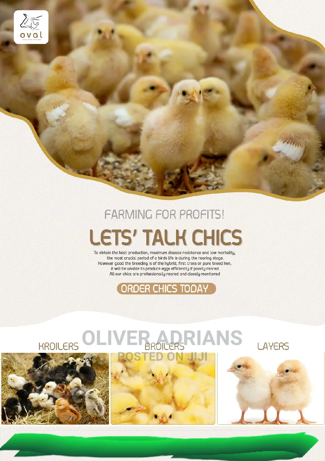 Chicks All Types One Day Old