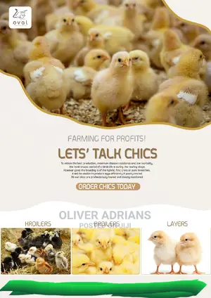 Chicks All Types One Day Old