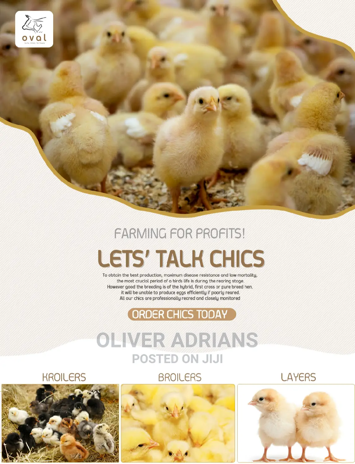 Chicks All Types One Day Old