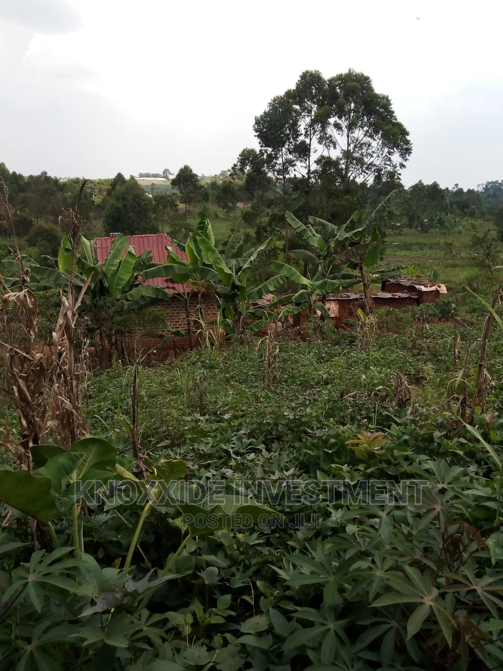 Plot for 50x30ft Kikungi Town Kakiri